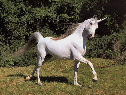 Unicorn 3